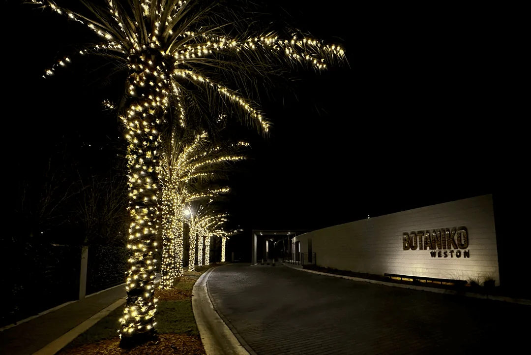 Botaniko Weston entrance drive lined with palm trees wrapped in warm white lights beside the property sign