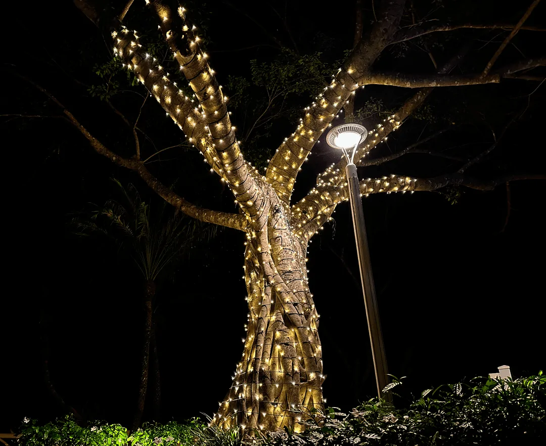 Large shade tree wrapped in warm white lights beside a lit lamppost