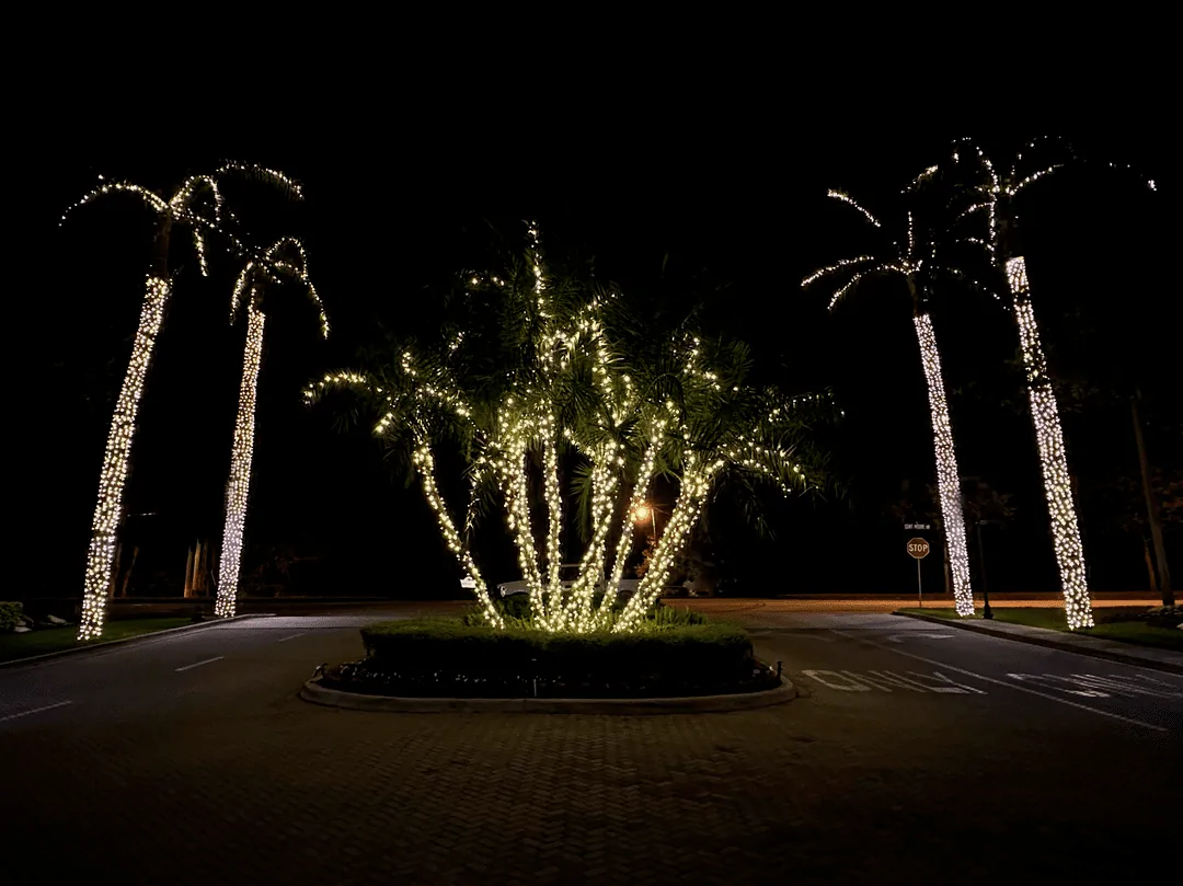 Palm trees in warm white lights around a community entrance roundabout