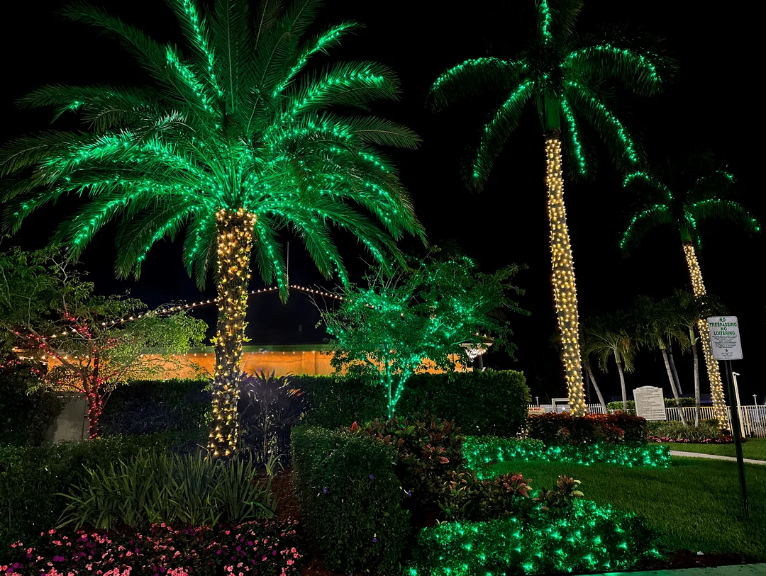Palms with green canopies and warm white wrapped trunks in a landscaped setting